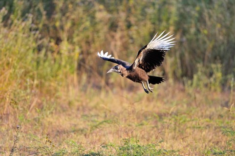 Southern ground hornbill (Bucorvus leadbeateri)