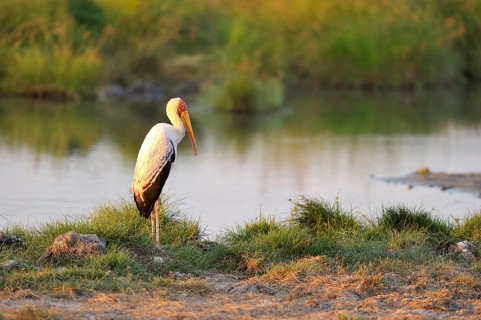 Yellow-billed stork