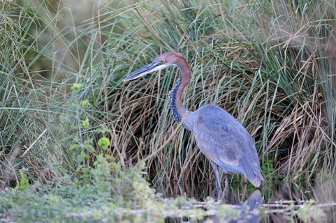 Goliath heron (Ardea goliath) on the hunt