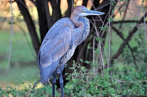 Goliath heron (Ardea goliath)