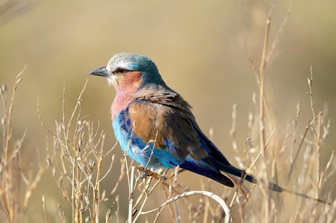 Lilac-breasted roller (Coracias caudatus) sitting on branches