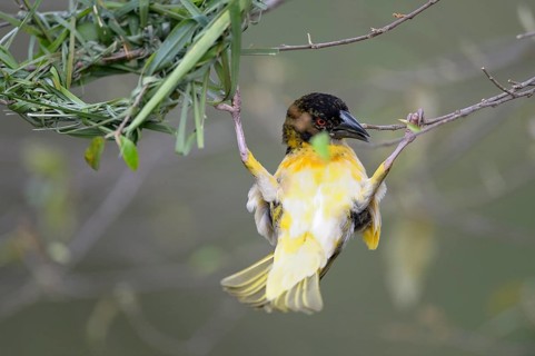Village Weaver (Ploceus cucullatus)