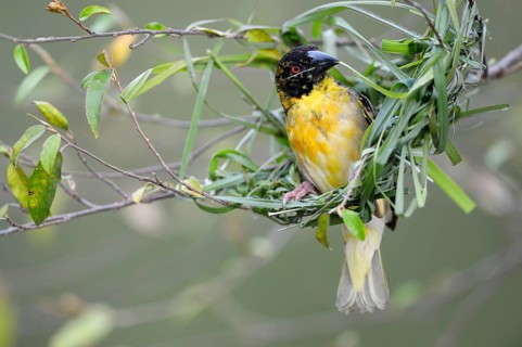 Village Weaver (Ploceus cucullatus)