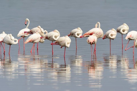 Greater Flamingos (Phoenicopterus roseus)