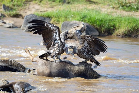 Ruppell's Vulture (Gyps rueppelli) on wildebeest carcass