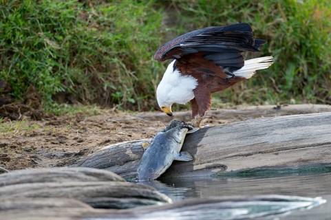 African Fish Eagle (Haliaeetus vocifer)