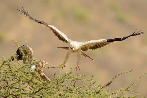 Tawny Eagle (Aquila rapax)