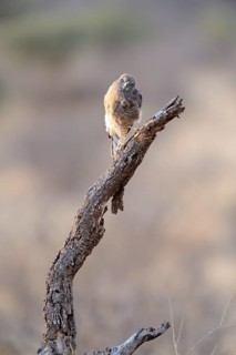 Gabar Goshawk (Mcronius gabar)