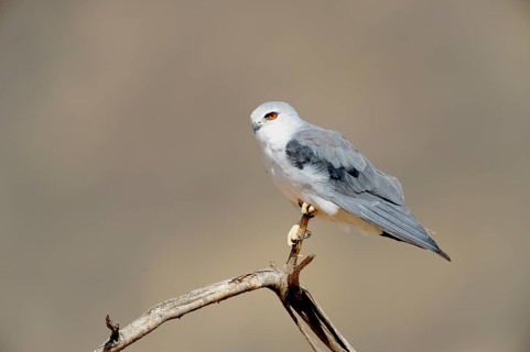 Black-winged Kite (Elanus caeruleus)