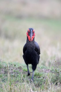 Southern Ground Hornbill (Bucorvus leadbeateri)