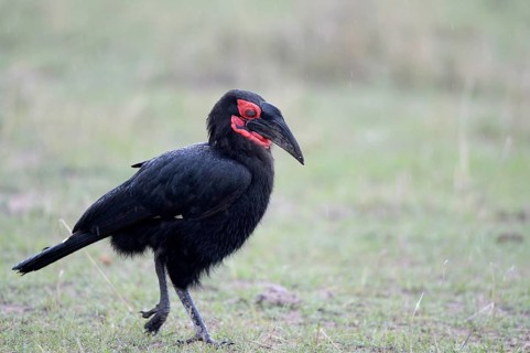 Southern Ground Hornbill (Bucorvus leadbeateri)