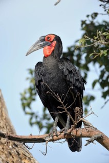 Southern Ground Hornbill (Bucorvus leadbeateri)