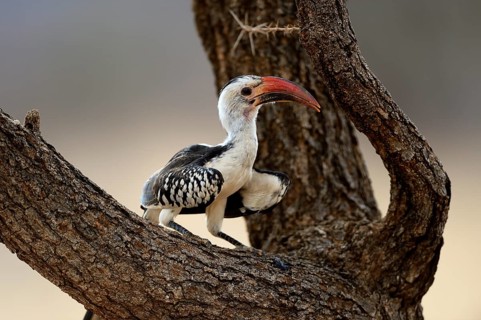 Northern Red-billed Hornbill (Tockus erythrorhynchus)