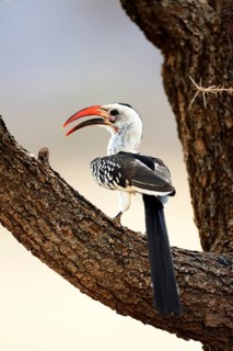 Northern Red-billed Hornbill (Tockus erythrorhynchus)