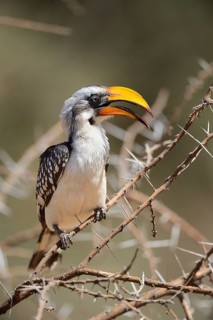 Eastern Yellow-billed Hornbill (Tockus flavirostris)