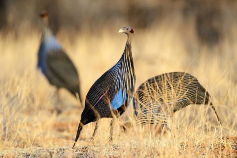 Vulturine Guineafowl (Acryllium vulturinum)