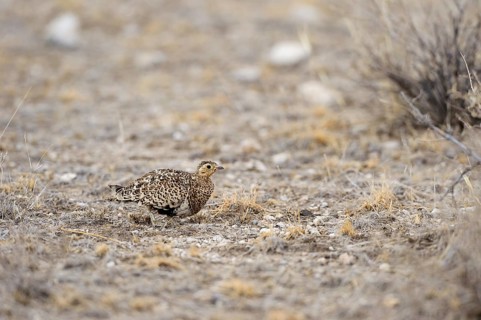 Black-faced Sandgrouse (Pterocles decoratus)