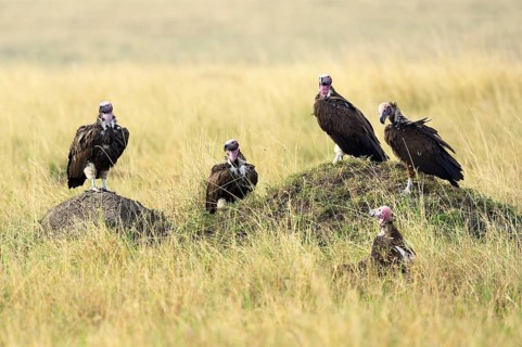 Lappet-faced Vulture (Aegypius tracheliotus)