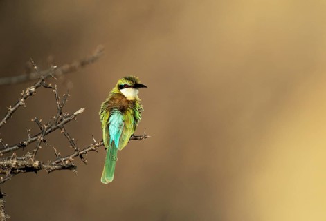 Somali Bee-eater (Merops revoilii)