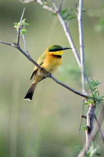Little Bee-eater (Merops pusillus)