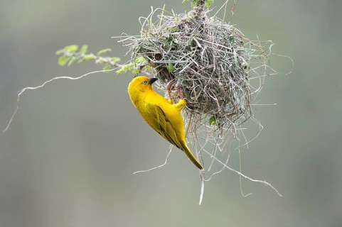 Holub's Golden Weaver (Ploceus xanthops) at the nest