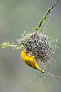 Holub's Golden Weaver (Ploceus xanthops) at the nest