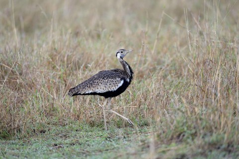 Black-bellied Bustard (Lissotis melanogaster)