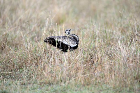 Black-bellied Bustard (Lissotis melanogaster)