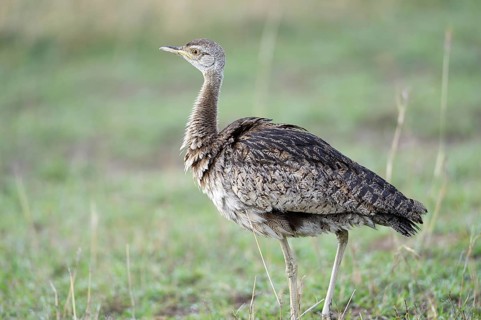 Black-bellied Bustard (Lissotis melanogaster)