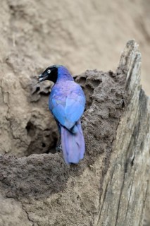 Ruppell's Starling (Lamprotornis purpuroptera)