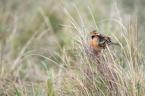 Red-throated Pipit (Anthus cervinus)