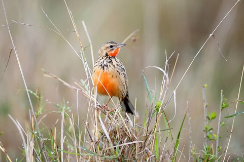 Red-throated Pipit (Anthus cervinus)