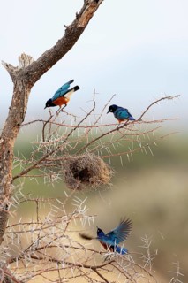 Three Superb Starlings (Lamprotornis superbus) looting the nest of a weaver