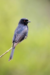 Fork-tailed Drongo (Dicrurus adsimilis)