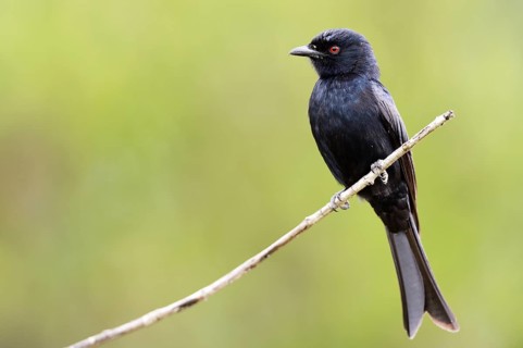 Fork-tailed Drongo (Dicrurus adsimilis)