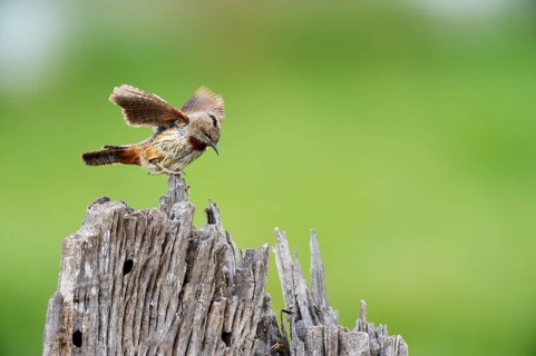 Red-throated wryneck (Jynx ruficollis)