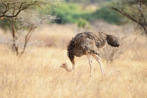 Somali Ostrich (Struthio molybdophanes)