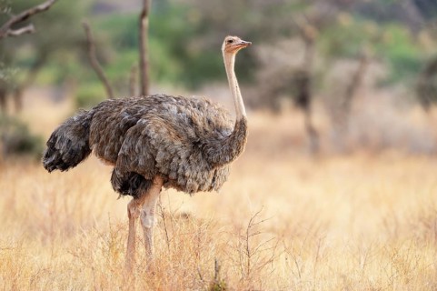 Somali Ostrich (Struthio molybdophanes)