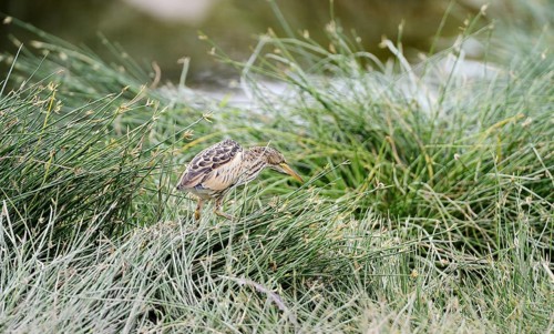 Little Bittern (Ixobrychus minutus)