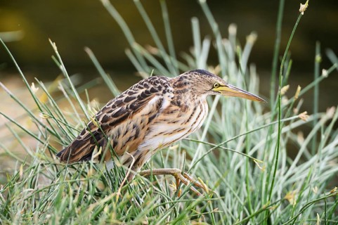 Little Bittern (Ixobrychus minutus)