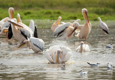 Great White Pelicans (Pelecanus onocrotalus)