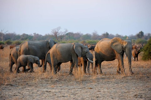 African Elephants (Loxodonta africana)