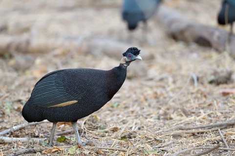 Plumed Guineafowl (Guttera plumifera)