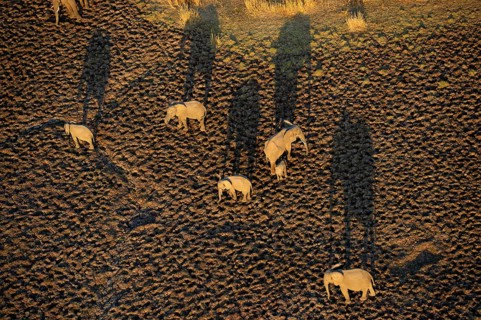 African Elephants (Loxodonta africana)