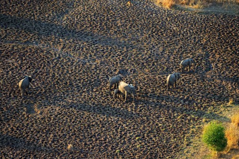 African Elephants (Loxodonta africana)
