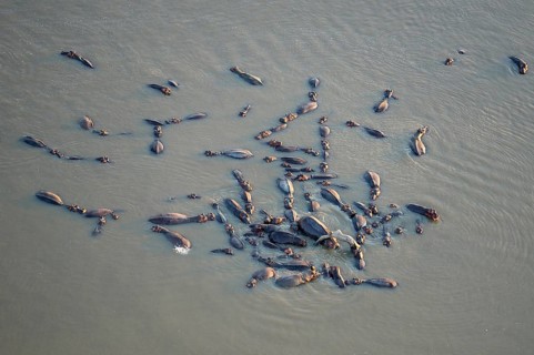 Hippopotamuses (Hippopotamus amphibicus) standing in shallow water