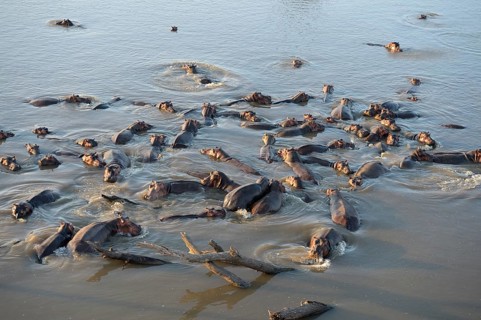 Hippopotamuses (Hippopotamus amphibicus) standing in shallow water