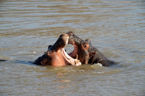Hippopotamuses (Hippopotamus amphibicus)