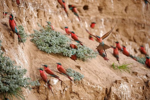 Southern Carmine Bee-eaters (Merops nubicoides)