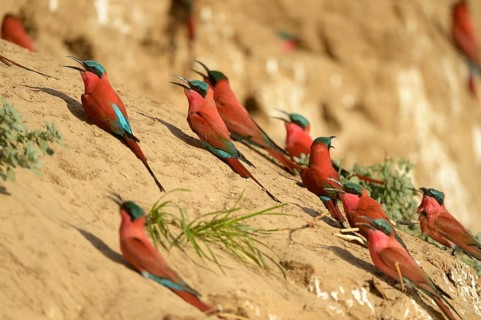 Southern Carmine Bee-eaters (Merops nubicoides)